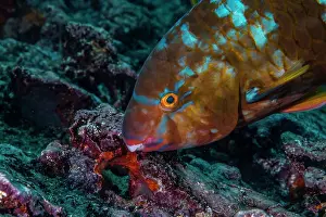 Scaridae Prints: Bluebarred parrotfish (Scarus ghobban) foraging