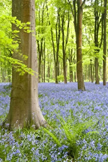 Images Dated 20th May 2010: Bluebell carpet (Hyacinthoides non-scripta) among beech trees (Fagus sylvatica). West Woods