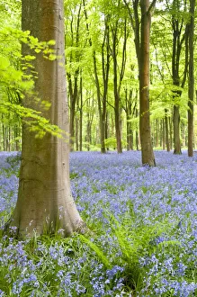 Hyacinthoides Non Scripta Prints: Bluebell carpet (Hyacinthoides non-scripta) among beech trees (Fagus sylvatica)