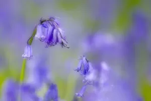 Images Dated 21st April 2011: Bluebell flower (Hyacinthoides non-scripta) with soft focus effect, The National Forest