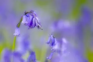 Hyacinthoides Non Scripta Prints: Bluebell flower (Hyacinthoides non-scripta) with soft focus effect, The National Forest