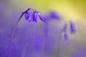 Lilianae Gallery: Bluebell (Hyacinthoides non-scripta) flowering in ancient woodland, Lanhydrock, Cornwall, UK