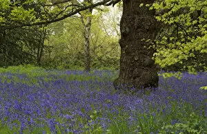 Bluebell (Hyacinthoides non-scripta) carpeting Conservation Area, Kew Gardens, London, UK