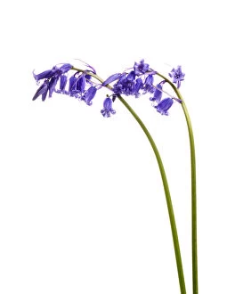 Asparagaceae Gallery: Bluebell (Hyacinthoides non-scripta) agianst white background, Mull, Scotland