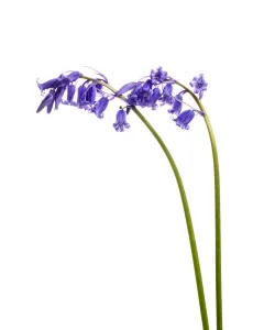 Asparagaceae Prints: Bluebell (Hyacinthoides non-scripta) agianst white background, Mull, Scotland