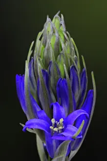 Asparagaceae Prints: Bluebell (Hyacinthoides non-scripta) bud breaking into flower, Dorset, England, UK. April