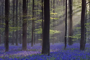 Tree Prints: Bluebell (Hyacinthoides non-scripta) carpet under Beech woodland (Gagus sylvatica)
