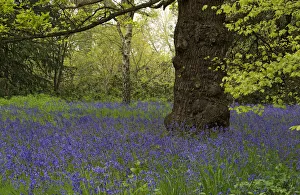 Heather Angel Prints: Bluebell (Hyacinthoides non-scripta) carpeting Conservation Area, Kew Gardens, London, UK