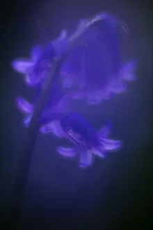 2020 June Highlights Gallery: Bluebell (Hyacinthoides non-scripta) flower, soft glow from in-camera double exposure