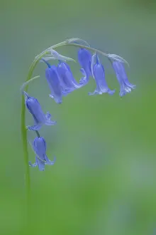 Asparagaceae Prints: Bluebell (Hyacinthoides non-scripta) in flower in woodland