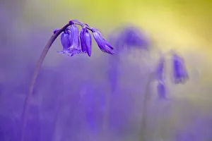 Asparagaceae Prints: Bluebell (Hyacinthoides non-scripta) flowering in ancient woodland