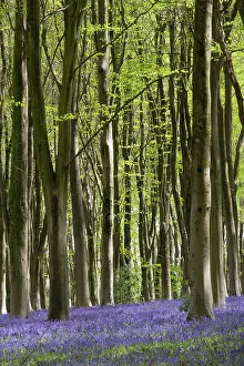 April 2023 Highlights Collection: Bluebell (Hyacinthoides non-scripta) woods, Micheldever, Hampshire, UK, May