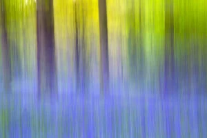 Flowers Collection: Bluebell (Hyacinthoides non-scriptus) woodland abstract, Norfolk, May