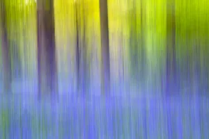 Bluebell (Hyacinthoides non-scriptus) woodland abstract, Norfolk, May
