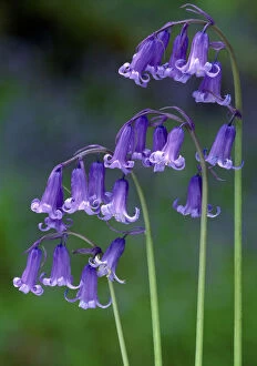 Purple Gallery: Bluebells (Endymion non-scriptus) flowering, Perthshire, Scotland, May