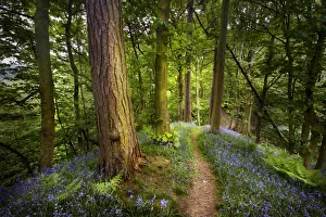Bluebells {Endymion nonscriptus} flowering in woodland with path leading into distance