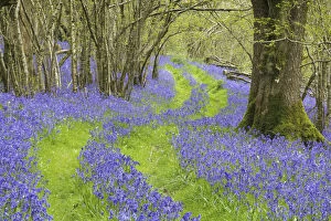 Path Gallery: Bluebells (Hyacinthoides non-scripta) flowering in woodland with track running through
