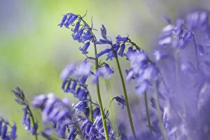 Bluebells (Hyacinthoides non-scripta) flowering in deciduous woodland, Peak District National Park