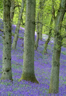 Images Dated 26th January 2010: Bluebells (Hyacinthoides non-scripta) flowering in oakwood, Perthshire, Scotland, UK, May