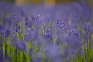 Asparagaceae Gallery: Bluebells (Hyacinthoides non-scripta) in woodland copse, Wiltshire, UK, April