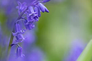 June 2021 Highlights Collection: Bluebells (Hyacinthoides non-scripta), Northumberland National Park, UK, May