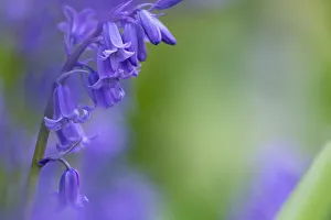 Asparagaceae Gallery: Bluebells (Hyacinthoides non-scripta), Northumberland National Park, UK, May