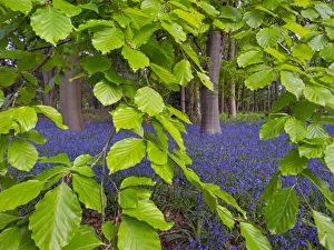 Asparagaceae Prints: Bluebells (Hyacinthoides non-scripta) and Beech (Fagus sylvatica) leaves, England, UK, May