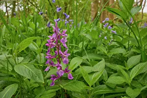 Asparagaceae Prints: Bluebells (Hyacinthoides non-scripta) and Early purple orchid (Orchis mascula) in flower in Oak (Quercus robur)