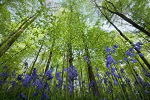 Bluebells (Hyacinthoides non-scripta / Endymion scriptum) flowering in beech wood