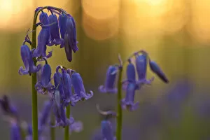 Images Dated 20th April 2009: Bluebells (Hyacinthoides non-scripta / Endymion non-scriptum) in flower, Hallerbos