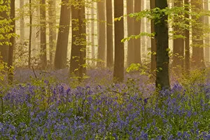Images Dated 21st April 2009: Bluebells (Hyacinthoides non-scripta / Endymion non-scriptum) flowering in wood, dawn light