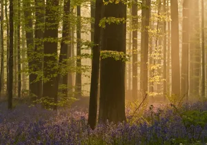 Images Dated 21st April 2009: Bluebells (Hyacinthoides non-scripta / Endymion non-scriptum) flowering in wood