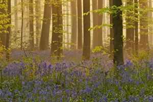 Hyacinthoides Non Scripta Prints: Bluebells (Hyacinthoides non-scripta / Endymion non-scriptum) flowering in wood