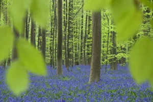 Bluebells (Hyacinthoides non-scripta / Endymion scriptum) flowering in Beech wood