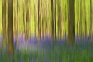 Hyacinthoides Non Scripta Prints: Bluebells (Hyacinthoides non-scripta / Endymion scriptum) flowering in Beech wood
