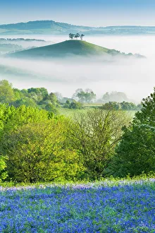 Asparagaceae Prints: Bluebells (Hyacinthoides non-scripta) on Eype Down with Colmer's Hill in background