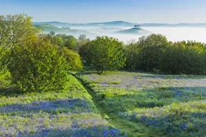 Bluebells (Hyacinthoides non-scripta) on Eype Down with Colmers Hill in background