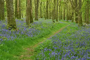 Asparagaceae Prints: Bluebells (Hyacinthoides non-scripta) in flower in Oak (Quercus robur) woodland