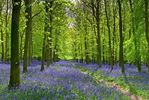 Asparagaceae Prints: Bluebells (Hyacinthoides non-scripta) in flower in woodland