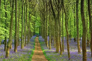 Asparagaceae Prints: Bluebells (Hyacinthoides non-scripta) in flower in woodland and along footpath