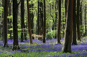 Asparagaceae Prints: Bluebells (Hyacinthoides non-scripta) in flower in woodland in spring