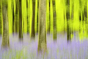 Asparagaceae Prints: Bluebells (Hyacinthoides non-scripta) flowering in Beech woodland in spring
