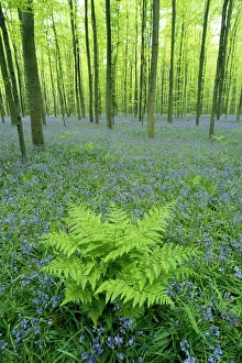 Hyacinthoides Non Scripta Prints: Bluebells {Hyacinthoides non-scripta} flowering with broad buckler fern in Beech forest