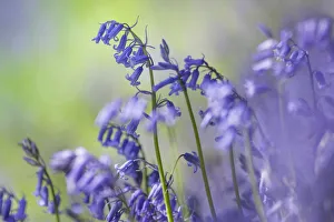 Hyacinthoides Prints: Bluebells (Hyacinthoides non-scripta) flowering in deciduous woodland