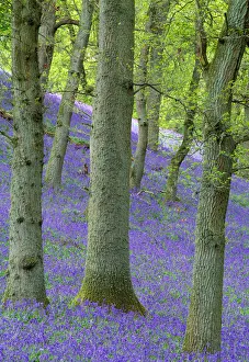 Bluebells (Hyacinthoides non-scripta) flowering in oakwood, Perthshire, Scotland, UK, May