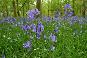 Asparagaceae Prints: Bluebells (Hyacinthoides non-scripta) and Greater stitchwort (Stellaria holostea) in flower in Oak (Quercus robur)