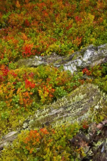 Images Dated 6th March 2009: Blueberry plants {Vaccinium cyanococcus} growing in the understorey of Taiga woodland in autumn