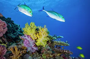 Dameselfishes Prints: Two Bluefin trevallies (Caranx melampygus) swimming over coral reef with soft corals (Dendronephthya sp)