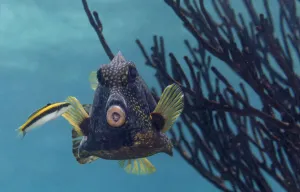 World Oceans Day 2021 Prints: Bluehead Wrasse (Thalassoma bifasciatum) juvenile cleaning Smooth Trunkfish