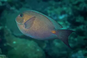 Acanthuridae Prints: Bluelined surgeonfish (Acanthurus nubilus) portrait